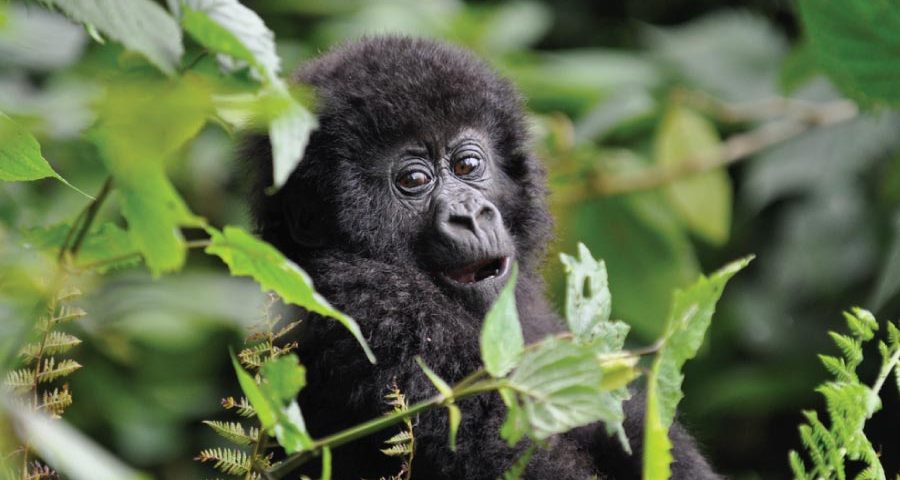 Gorilla Trekking In Uganda