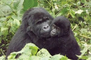 Gorilla Trekking In Uganda