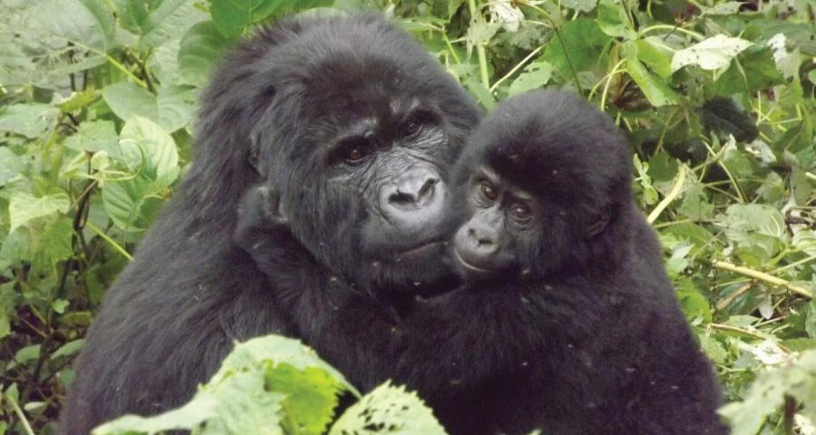 Gorilla Trekking In Uganda