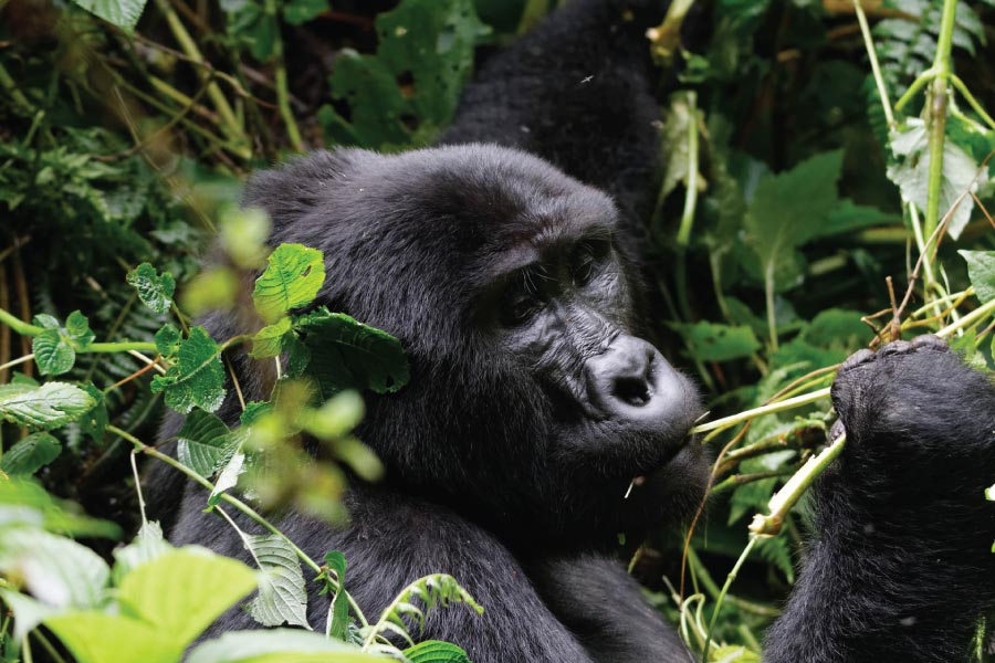 Gorilla Trekking In Uganda