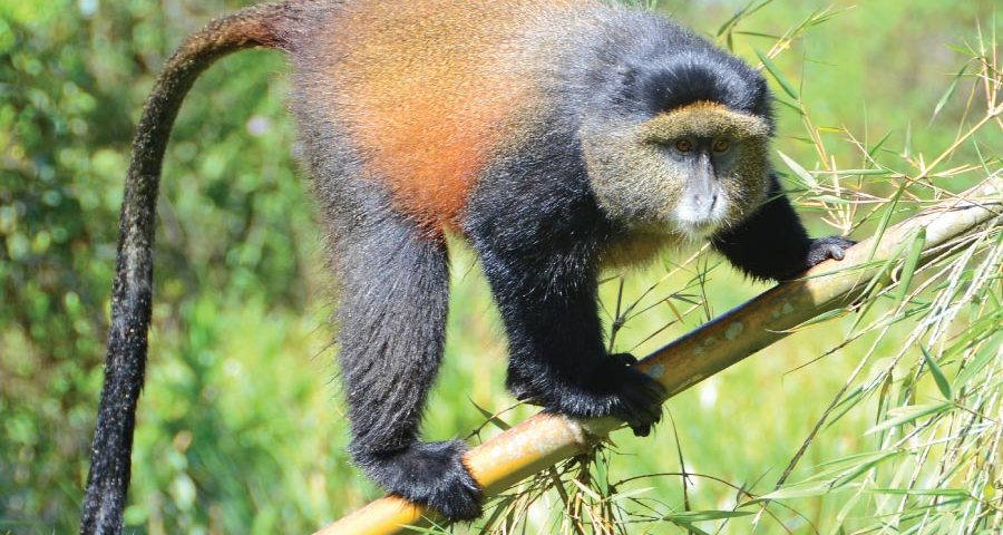 What Is the Age Limit for Golden Monkey Trekking