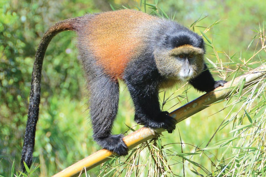 What Is the Age Limit for Golden Monkey Trekking