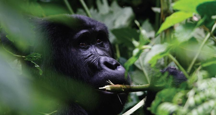 Gorilla Trekking In Uganda