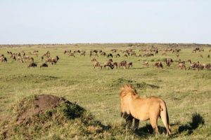 Where Is the Cheapest Place to See Wildebeest Migration Safari?