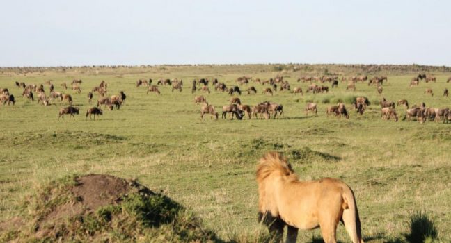 Where Is the Cheapest Place to See Wildebeest Migration Safari?