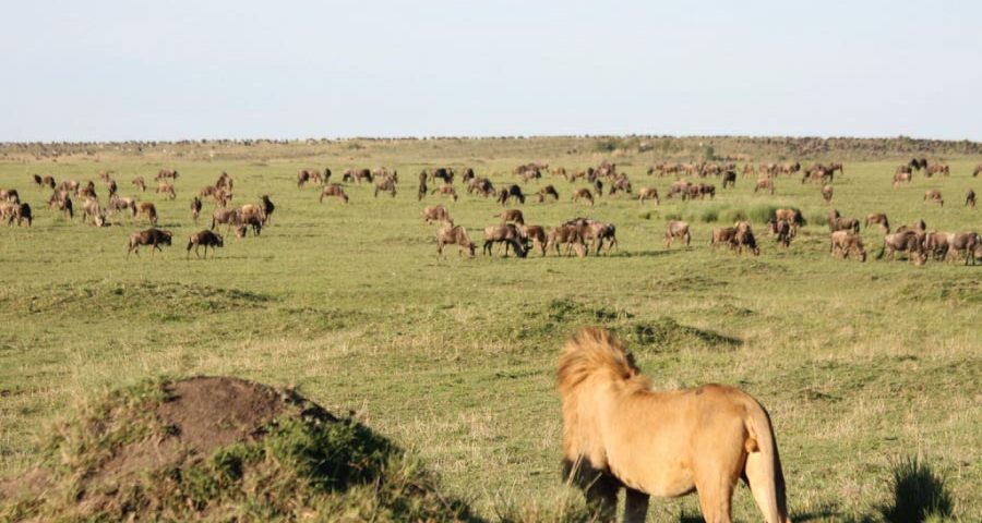 Where Is the Cheapest Place to See Wildebeest Migration Safari?