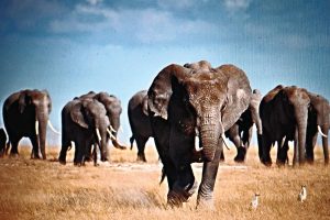 Kenya Great Wildlife Safari