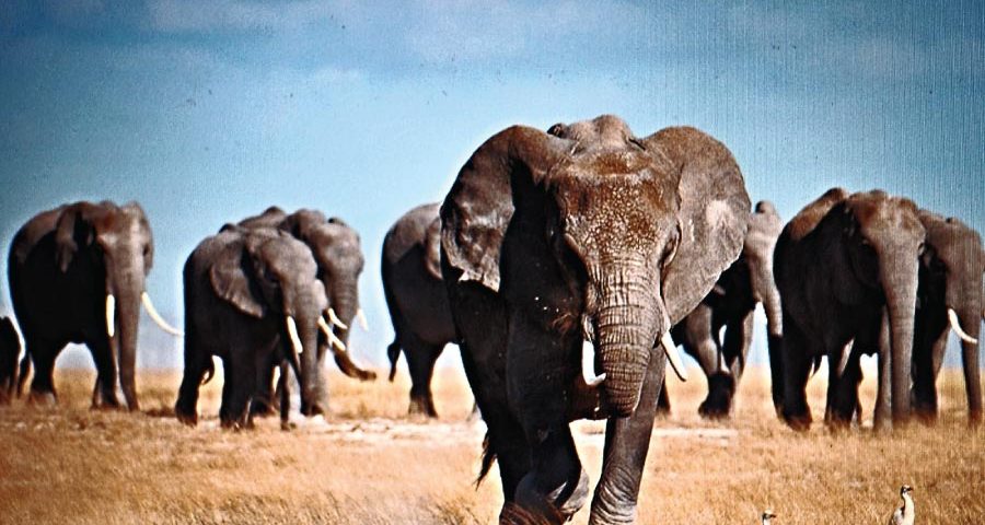 Kenya Great Wildlife Safari