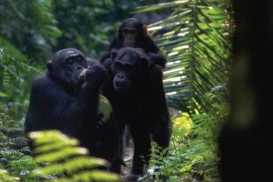 Kibale Forest National Park, Chimpanzee Trekking, Tracking Chimps, Uganda Primates Safari