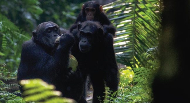 Kibale Forest National Park, Chimpanzee Trekking, Tracking Chimps, Uganda Primates Safari
