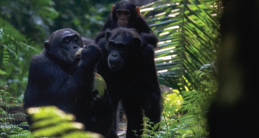 Kibale Forest National Park, Chimpanzee Trekking, Tracking Chimps, Uganda Primates Safari
