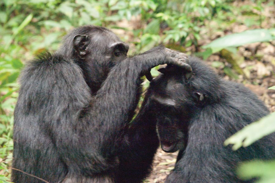Kibale Forest National Park, Chimpanzee Trekking, Tracking Chimps, Uganda Primates Safari