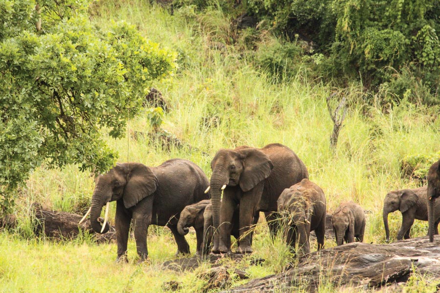 Kidepo Valley National Park Elephants, Savanna Wildlife Safari