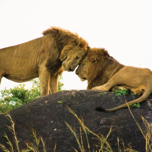 kidepo-valley-lion-power