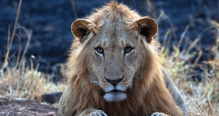 Lions of Kidepo Valley National Park, Savanna Wildlife Safari