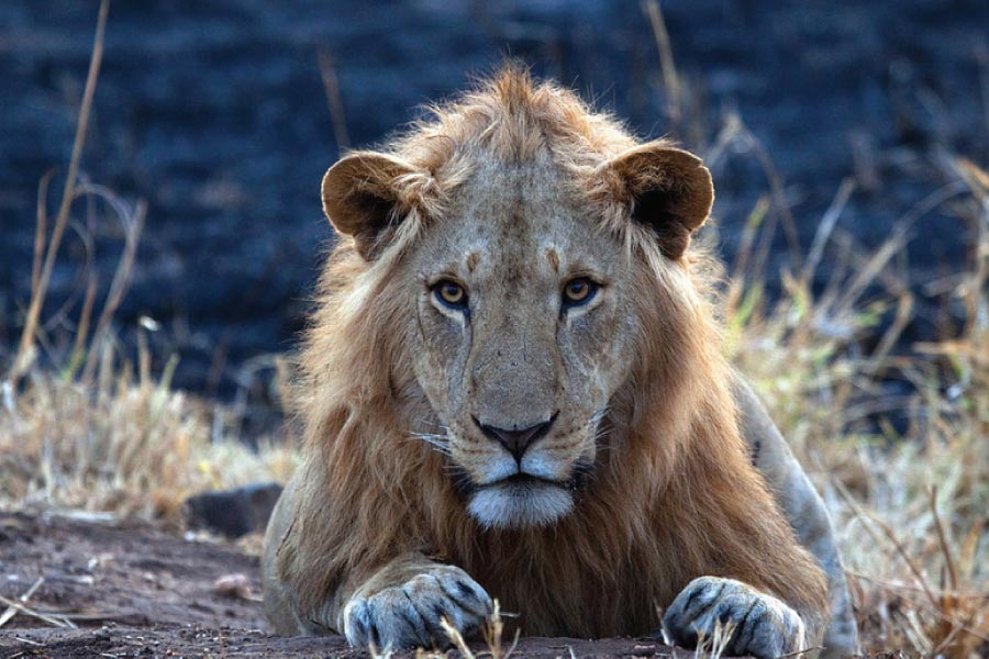 Lions of Kidepo Valley National Park, Savanna Wildlife Safari