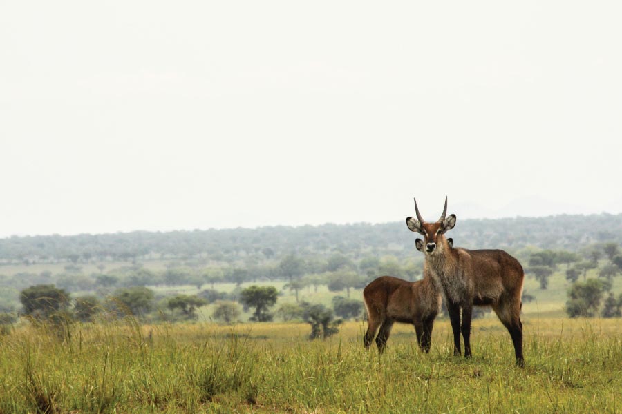 Kidepo Valley National Park