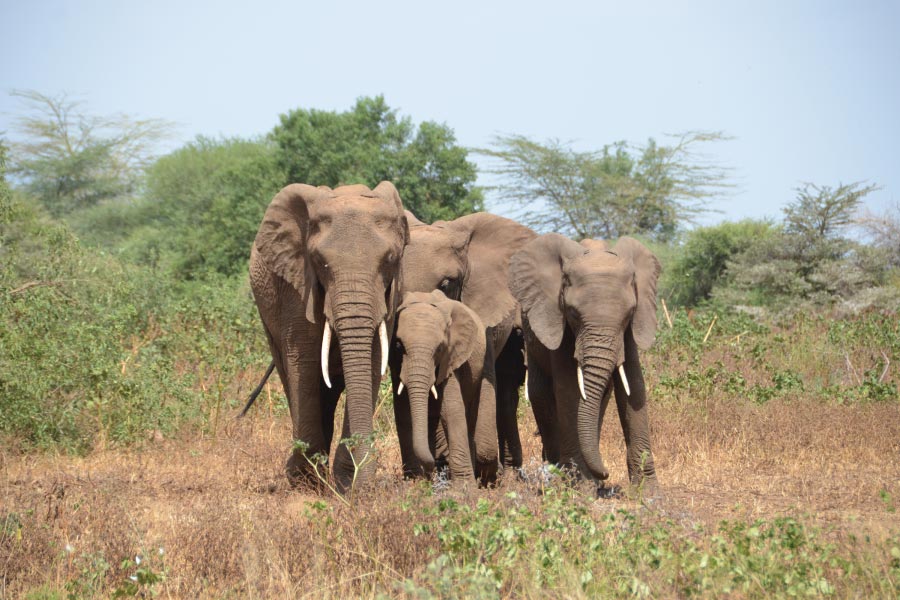 Lake Manyara Elephants