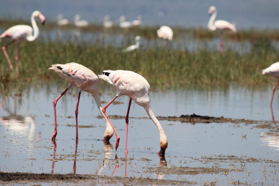 Lake Baringo Kenya Pelicans