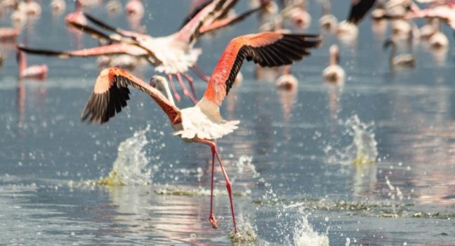 Lake Bogoria National Reserve Flamingos