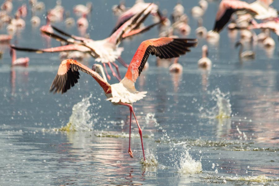 Lake Bogoria National Reserve Flamingos