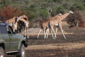 Lake Mburo National Park Savanna Safari, Uganda
