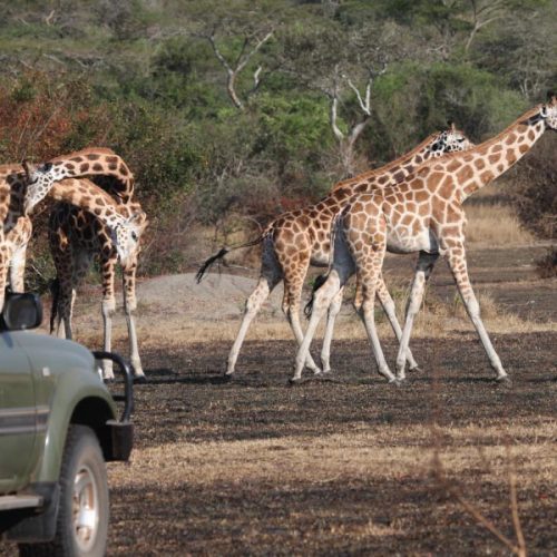 Lake Mburo National Park Savanna Safari, Uganda