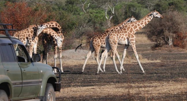 Lake Mburo National Park Savanna Safari, Uganda