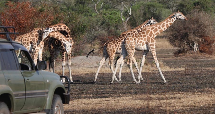 Lake Mburo National Park Savanna Safari, Uganda