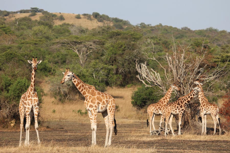 Lake Mburo National Park Savanna Safari, Uganda