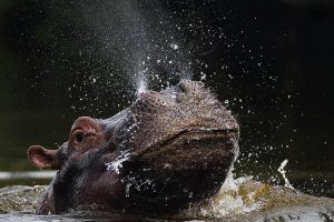 Lake Mburo National Park Savanna Safari, Uganda