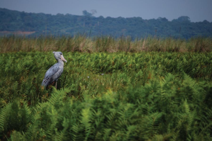 Bwindi Impenetrable Forest National Park