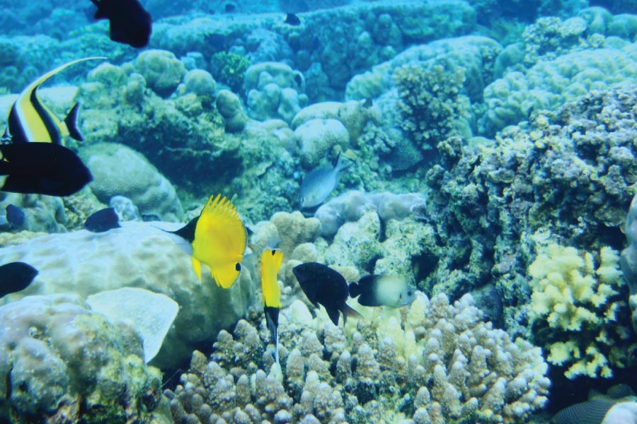 Malindi Marine National Park & Reserve