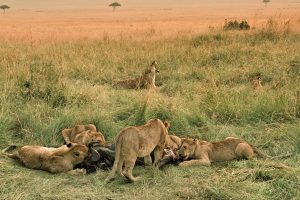 Masai Mara National Reserve Lions