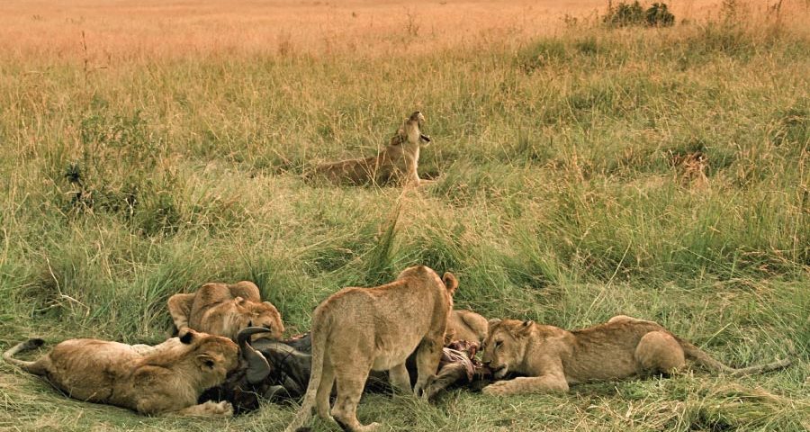Masai Mara National Reserve Lions