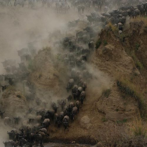 Masai Mara National Reserve Migration