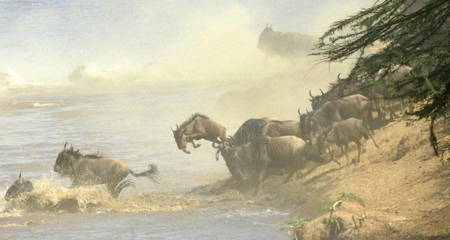 How Do You Prepare for Wildebeest Migration Safari?