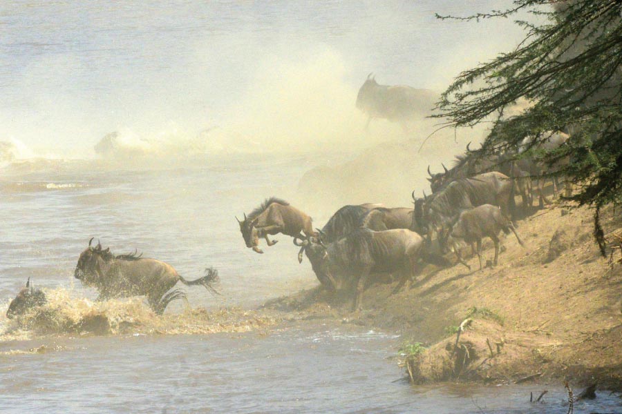 How Do You Prepare for Wildebeest Migration Safari?