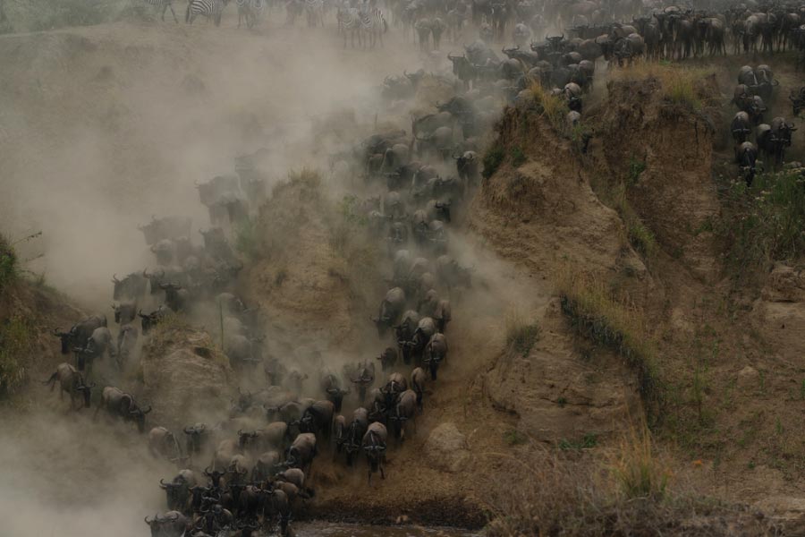 Masai Mara National Reserve Migration