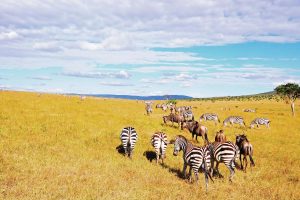 Masai Mara National Reserve