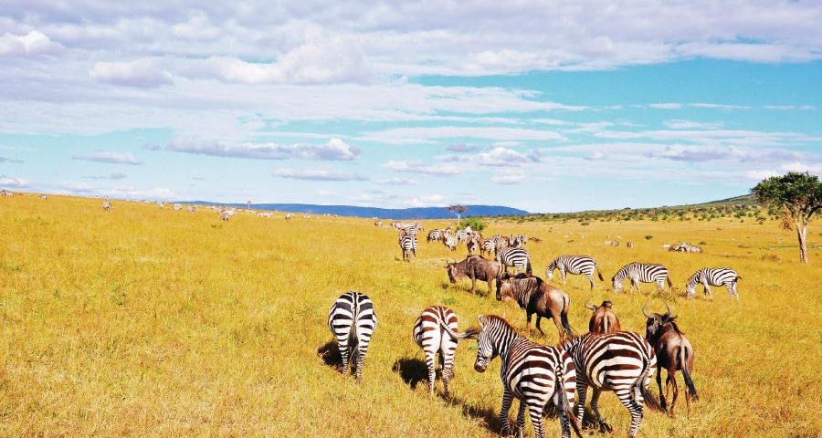 Masai Mara National Reserve