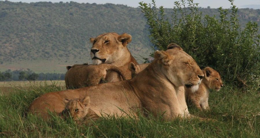 Masai Mara National Reserve