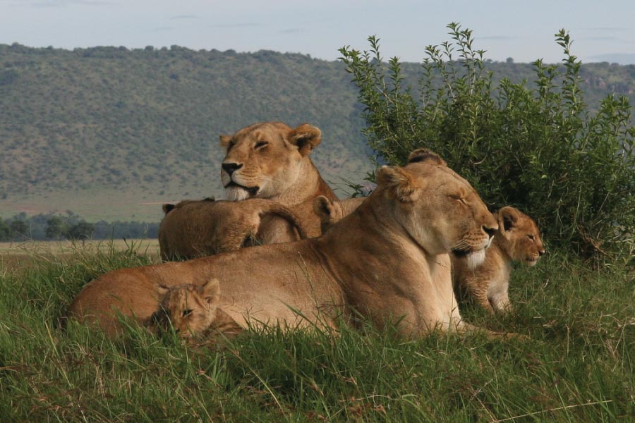 Masai Mara National Reserve