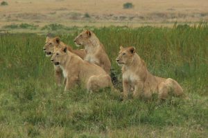 Masai Mara National Reserve