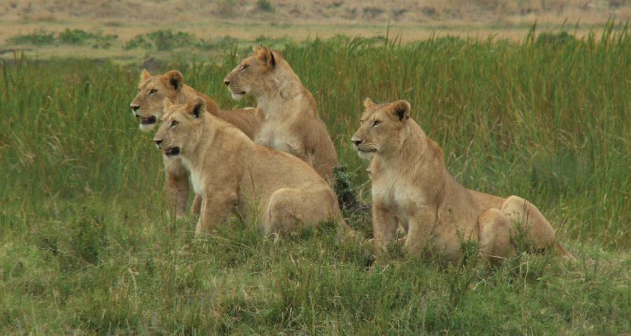 Masai Mara National Reserve