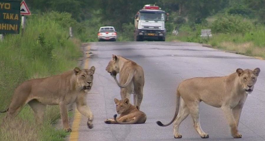 Mikumi National Park