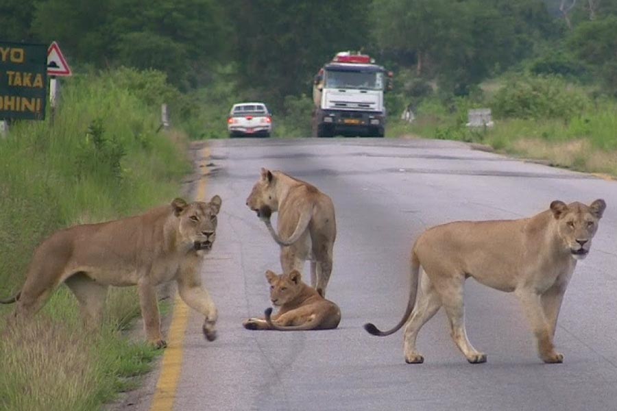 Mikumi National Park