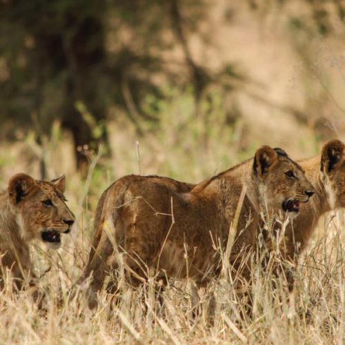 Mkomazi National Park