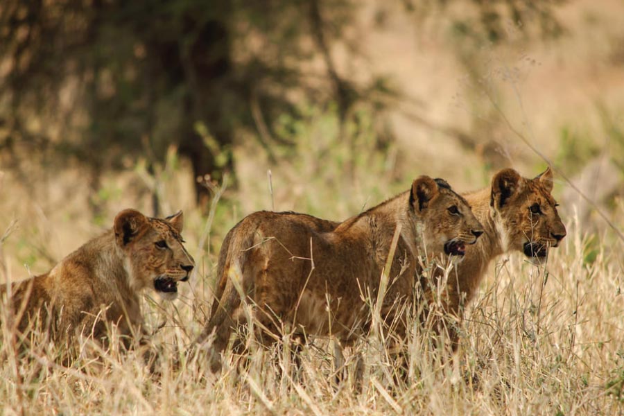 Lions on Murchison Falls Safari - BIG 5 SAVANNA SAFARI