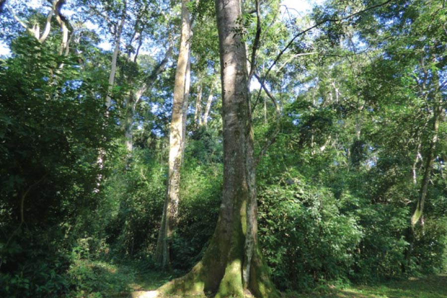 Mpanga Forest Reserve, Uganda
